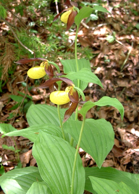 Cypripedium calceolus / Scarpetta di Venere